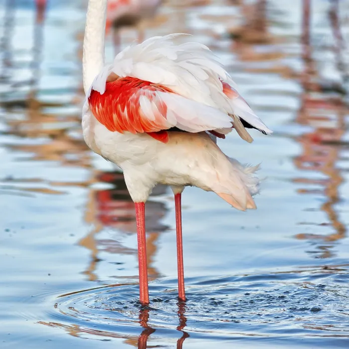 Framed Print : Pink flamingo (Phoenicopterus roseus) Framed Print : Pink flamingo (Phoenicopterus roseus)