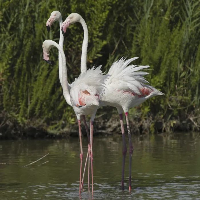 Framed Print : Pink flamingo (Phoenicopterus ruber)