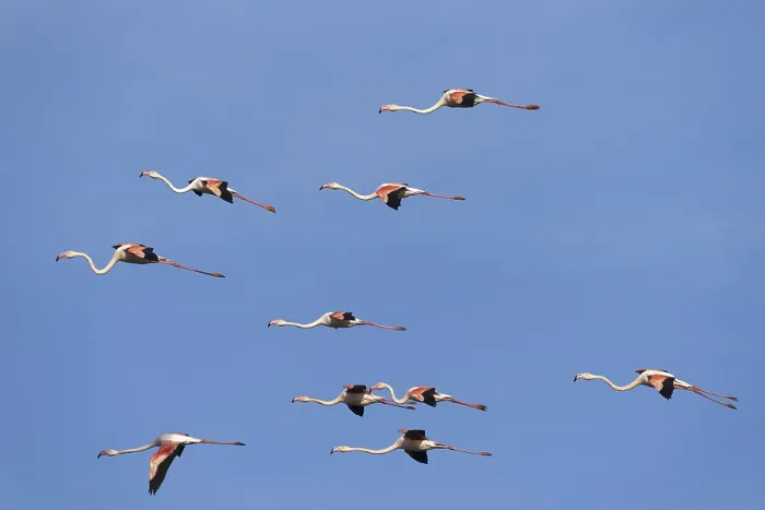 Framed Print : Pink flamingo (Phoenicopterus ruber) Framed Print : Pink flamingo (Phoenicopterus ruber)