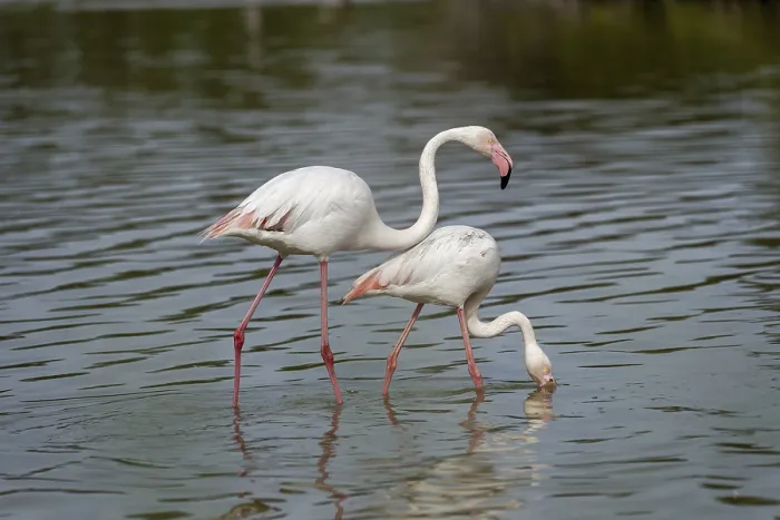 Framed Print : Pink flamingo (Phoenicopterus ruber) Framed Print : Pink flamingo (Phoenicopterus ruber)