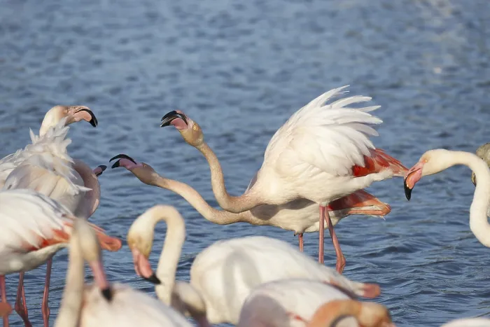 Framed Print : Pink flamingo (Phoenicopterus ruber)