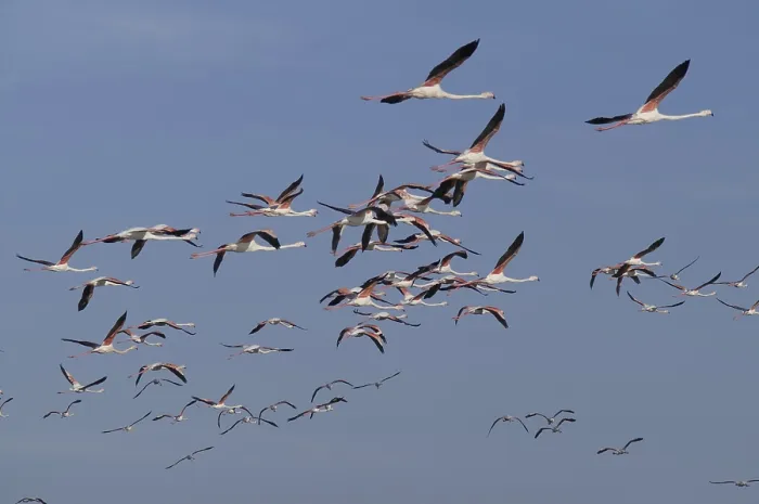 Framed Print : Pink flamingo (Phoenicopterus ruber)
