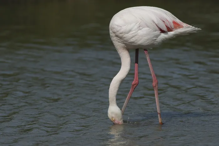 Framed Print : Pink flamingo (Phoenicopterus ruber)