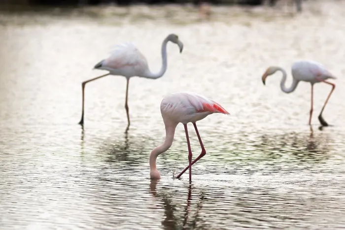 Framed Print : Pink flamingos (Phoenicopterus roseus)