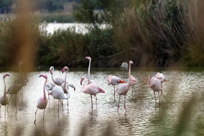 Framed Print : Pink flamingos (Phoenicopterus roseus)