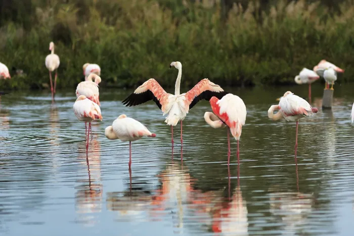 Framed Print : Pink flamingos (Phoenicopterus roseus)