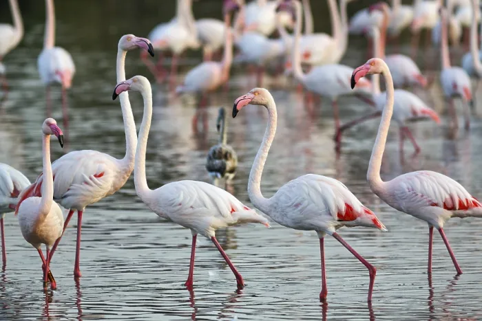 Framed Print : Pink flamingos (Phoenicopterus roseus)