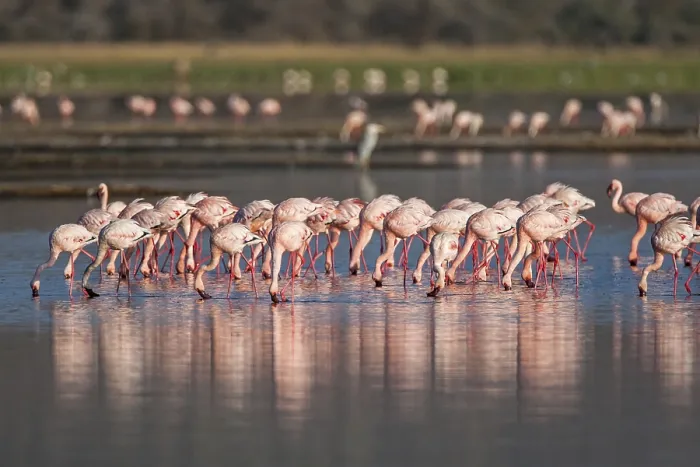 Framed Print : Pink flamingos (Phoenicopterus roseus) Framed Print : Pink flamingos (Phoenicopterus roseus)