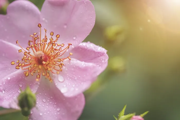 Framed Print : Pink flower petals with water drops