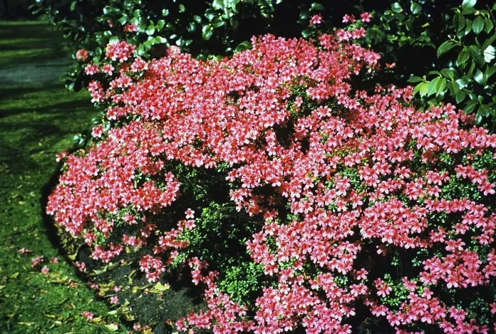 Framed Print : Pink flowering saxifrage, Royal Botanic Gardens Victoria, Melbourne, Victoria, Australia, 1956, Oceania