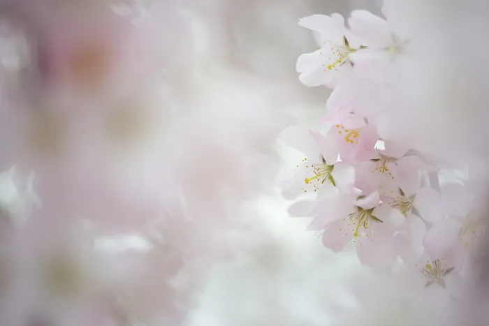 Framed Print : Pink flowers, Japanese Cherry (Prunus serrulata) Framed Print : Pink flowers, Japanese Cherry (Prunus serrulata)