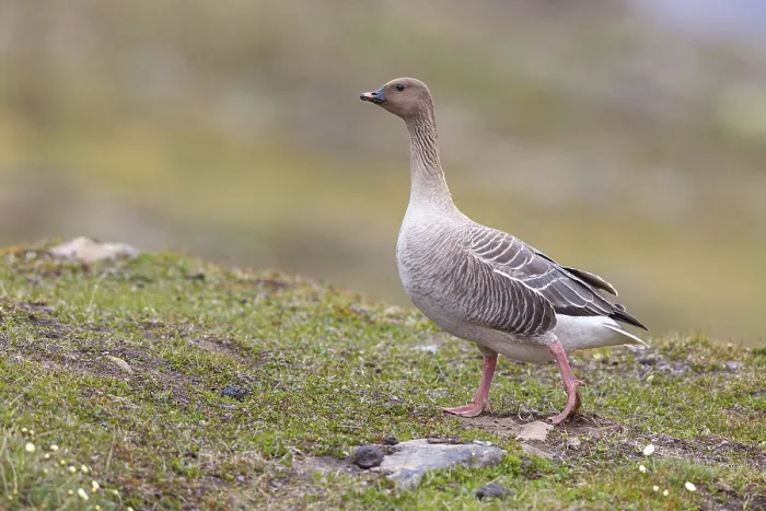 Framed Print : Pink-footed goose (Anser brachyrhynchus)