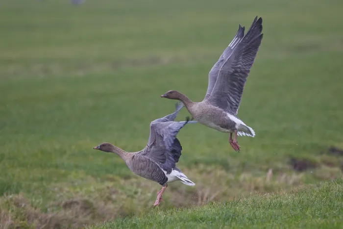 Framed Print : Pink-footed Goose (Anser brachyrhynchus) juvenile flying