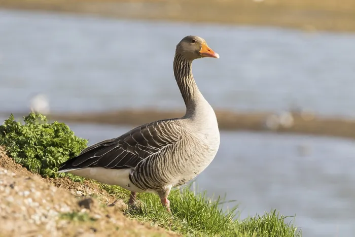 Framed Print : Pink footed Goose (Anser brachyrhynchus) on land