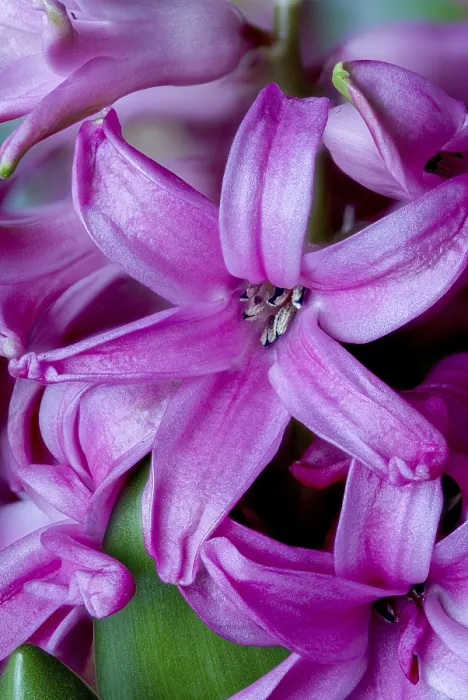 Framed Print : Pink garden hyacinth, Hyacinthus orientalis (Hyacinthus orientalis) Framed Print : Pink garden hyacinth, Hyacinthus orientalis (Hyacinthus orientalis)