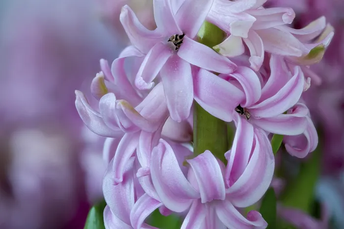 Framed Print : Pink garden hyacinth, Hyacinthus orientalis (Hyacinthus orientalis) Framed Print : Pink garden hyacinth, Hyacinthus orientalis (Hyacinthus orientalis)