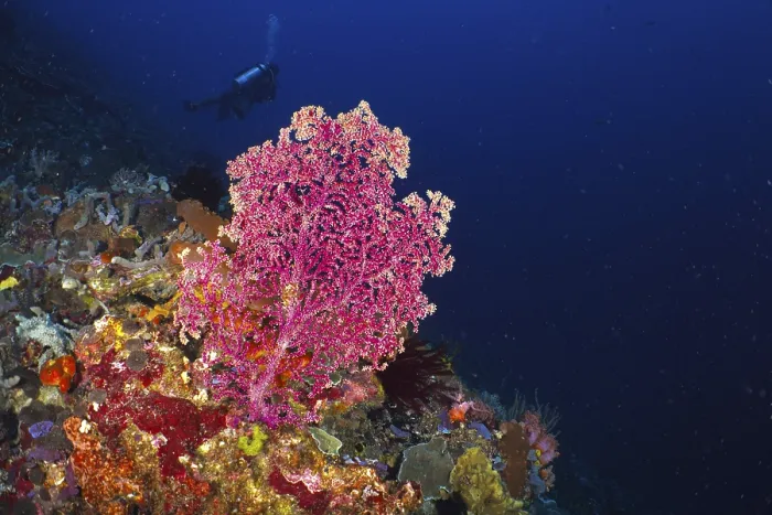 Framed Print : Pink Godeffroy's soft coral (Siphonogorgia godeffroyi)