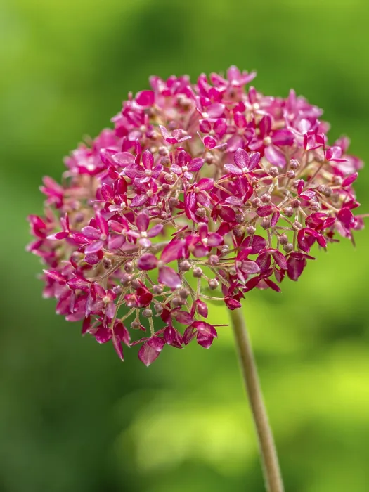 Framed Print : Pink Hydrangea Arborescens Annabelle flower with blurred background