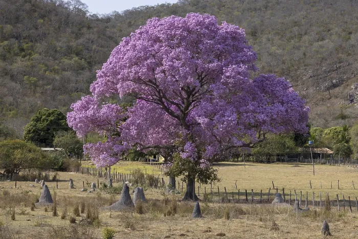 Framed Print : Pink Ipe tree (Handroanthus impetiginosus)