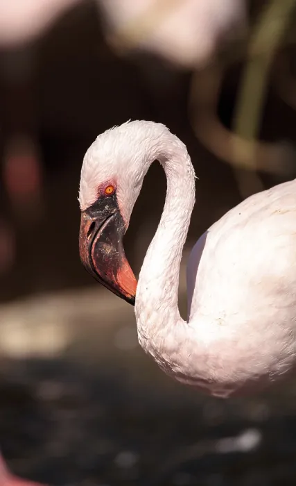 Framed Print : Pink lesser flamingo, Phoeniconaias minor