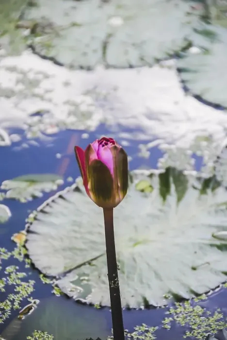 Framed Print : Pink lotus blooming on pond. Vertical photography