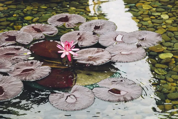 Framed Print : Pink lotus flower on pond