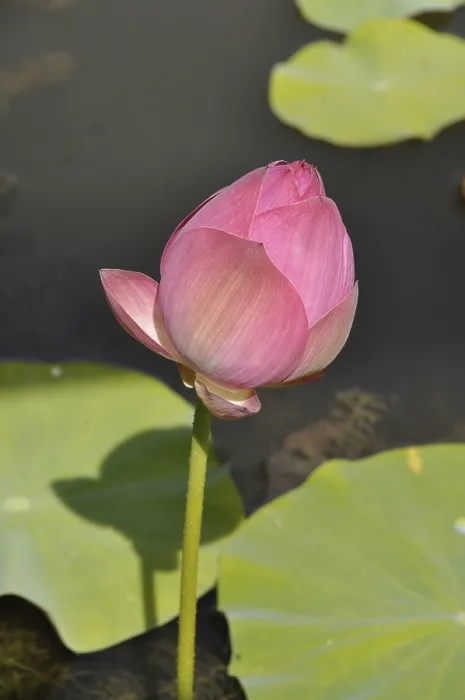 Framed Print : Pink Lotus (Hong Xu Yu)