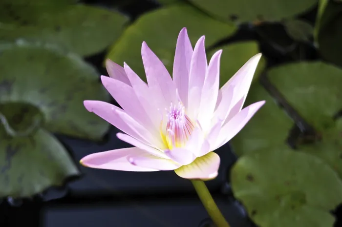 Framed Print : Pink Lotus in Jaipur at Rajasthan India Framed Print : Pink Lotus in Jaipur at Rajasthan India