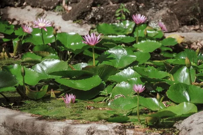 Framed Print : Pink lotus or water lily flowers
