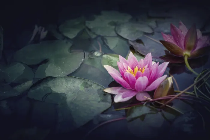 Framed Print : Pink Lotus, water plant in a pond in vintage style