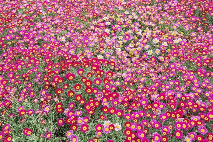 Framed Print : Pink Marguerites (Argyranthemum frutescens)