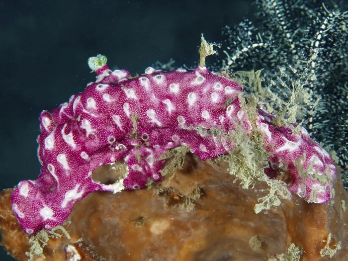 Framed Print : Pink mat sea squirt (Didemnum membranaceum)