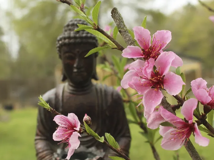 Framed Print : Pink Peach Blossoms mit Buddha Statue im Hintergrund Framed Print : Pink Peach Blossoms mit Buddha Statue im Hintergrund