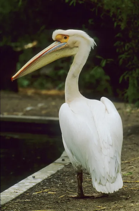 Framed Print : Pink pelican (Pelicanus onocrotalus)