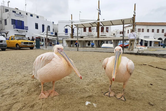 Framed Print : Pink pelicans at the harbour, Myconos, Greece