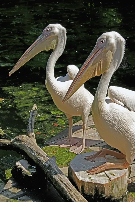 Framed Print : Pink pelicans, Pelicanus onocrotalus Framed Print : Pink pelicans, Pelicanus onocrotalus