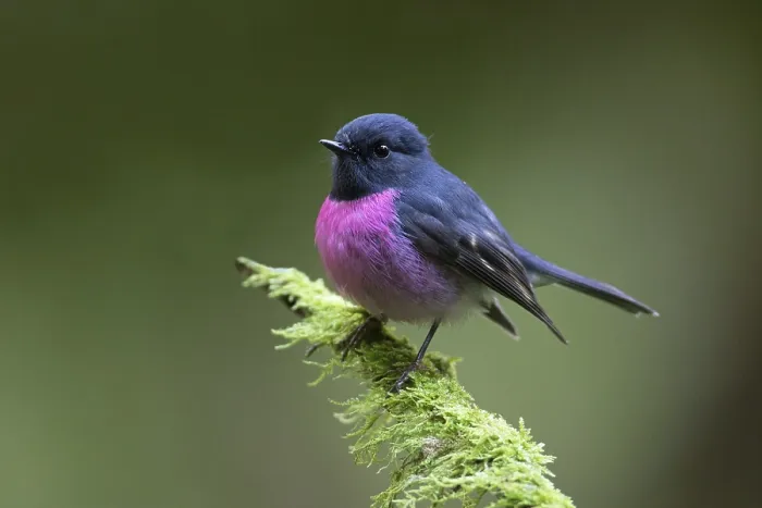 Framed Print : Pink Robin (Petroica rodinogaster) male perched on a mossy branch