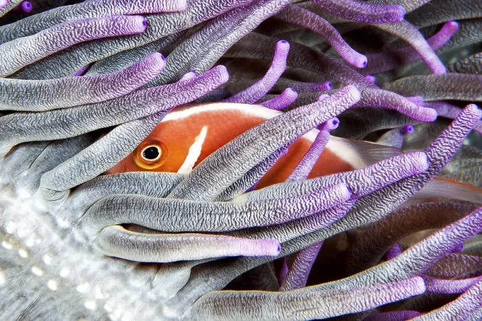 Framed Print : Pink skunk clownfish (Amphiprion perideraion)