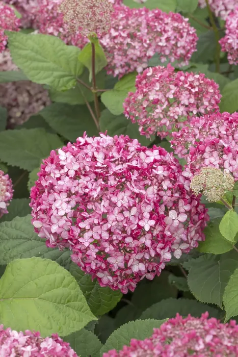 Framed Print : Pink Snowball Hydrangea (Hydrangea arborescens PINK ANNABELLE)