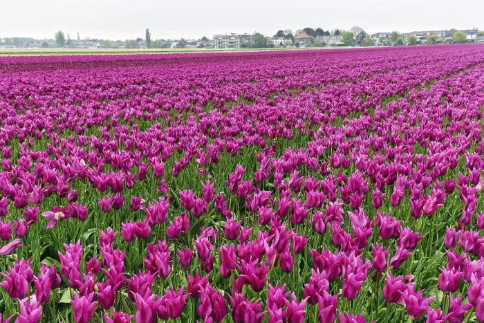 Framed Print : Pink tulips, dull spring weather