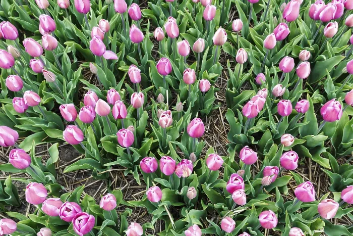 Framed Print : Pink tulips, tulip field, view from above