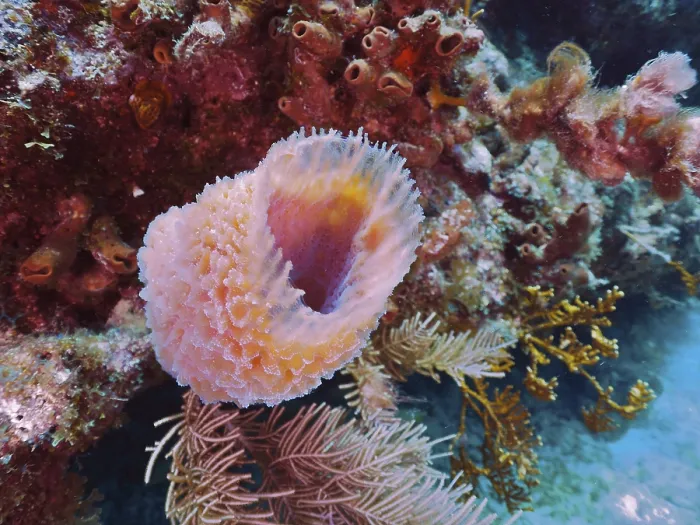 Framed Print : Pink vase sponge (Callyspongia plicifera)