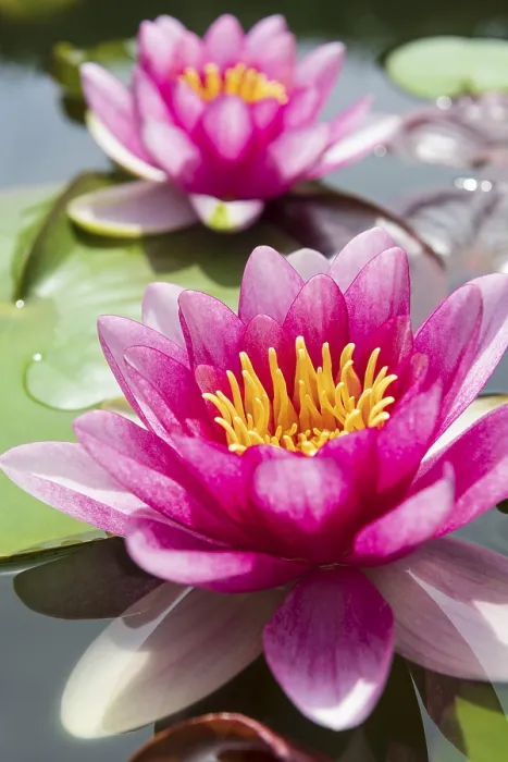 Framed Print : Pink Water lily (Nymphaea), Baden-Wurttemberg