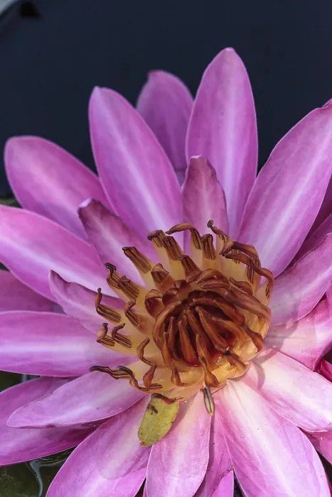 Framed Print : Pink water lily Nymphaea blooms in the Corkscrew Swamp Sanctuary in Naples