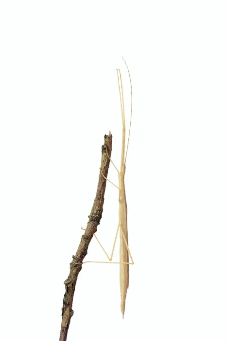 Framed Print : Pink winged stick insect (Sipyloidea chlorotica)