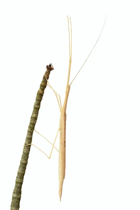 Framed Print : Pink winged stick insect (Sipyloidea chlorotica)