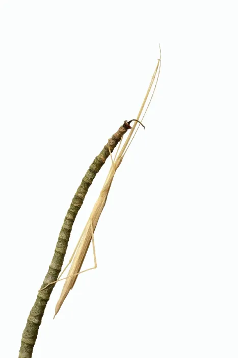 Framed Print : Pink winged stick insect (Sipyloidea chlorotica) Framed Print : Pink winged stick insect (Sipyloidea chlorotica)