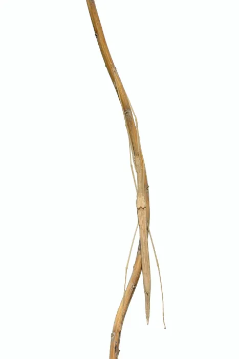 Framed Print : Pink winged stick insect (Sipyloidea chlorotica)