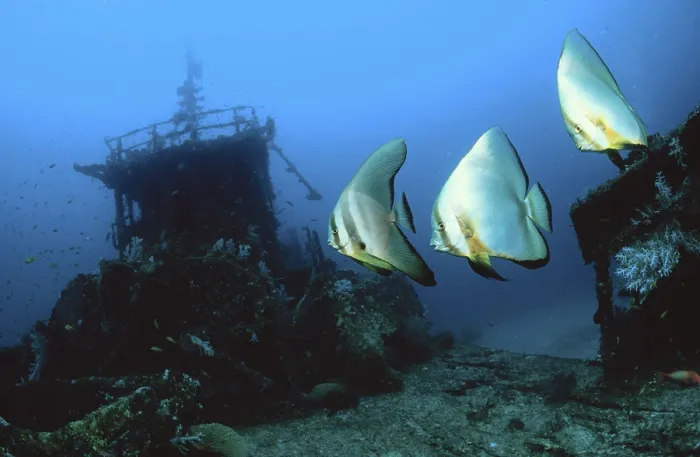 Framed Print : Pinnate Spadefish and Dusky batfish (Platax pinnatus)