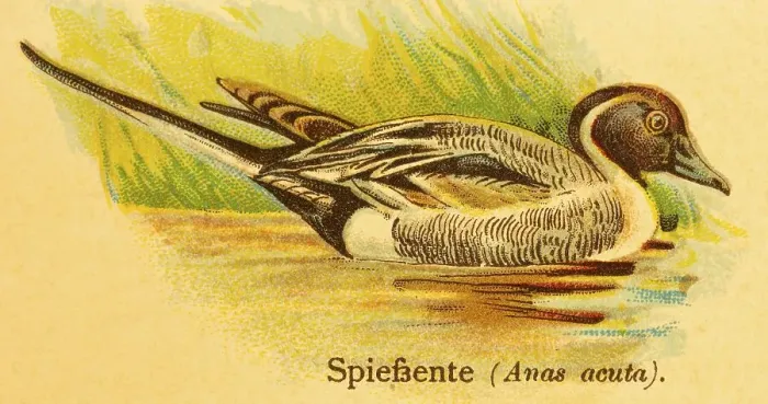Framed Print : Pintail (Anas acuta) swimming, lakeshore